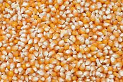 Futtermischung Kvídera Mais Popcorn 1 kg