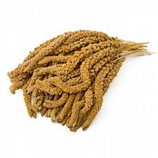 Futtermischung Kvídera Senegalesisches Hirse - gelbe Kolben 1 kg