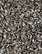 Futtermischungen Kvídera Sonnenblumenkerne gestreift klein 1 Kg