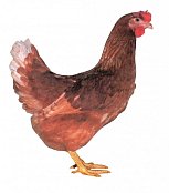 Huhn Dominant Braun D102.