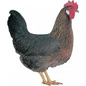 Huhn Dominant Braun-Schwarz D300
