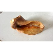 Schweinohr