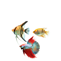 Aquarienfische