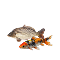 Fische