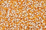 Futtermischung Kvídera Mais Popcorn 1 kg