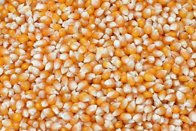 Futtermischung Kvídera Mais Popcorn 1 kg
