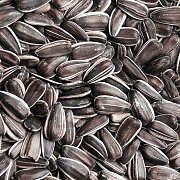 Krmné směsi Kvídera Slunečnice žíhaná velká 1 Kg