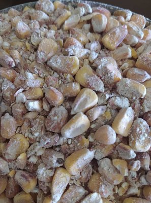 Futtermischungen Kvídera Maissorten 2 Qualität 1 kg