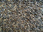 Futtermittel Kvídera Schwarze Hafer 1 kg