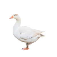 Gänse