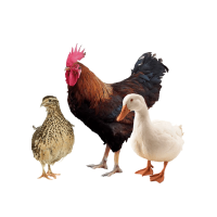 Geflügel