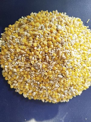 Geschälte kleine Linsen 1 kg