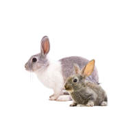 Kaninchen und Hasen