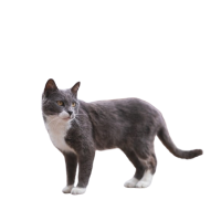 KATZEN
