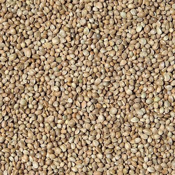 Kvídera Futtermischungen Hanfsamen lose - Hanfsamen 1 Kg