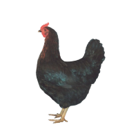 Legehennen