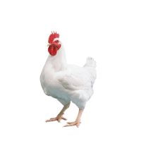 Masthähnchen