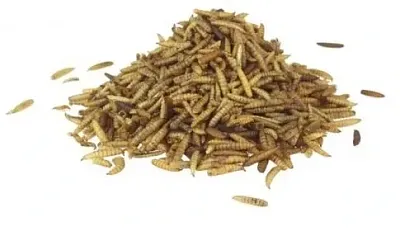 Mouční červi - Sušení 1 Kg