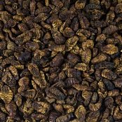 Mouční červi - Sušení 1 Kg