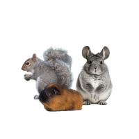 Nagetiere