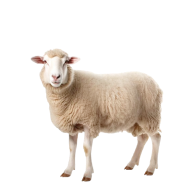 SCHAF