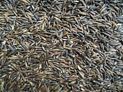 Schwarzes Schaf