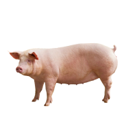 Schweine