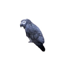 Vögel