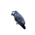 Vögel