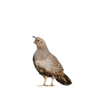 Wachteln