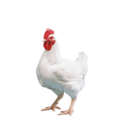 BROILER