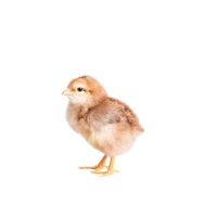 Der Verkauf von Masthähnchen