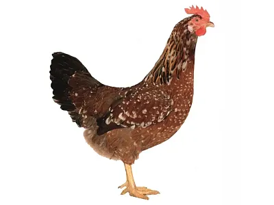 Dominanter Dreifarben D301