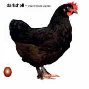 Dominanter Dunkelschalige Henne