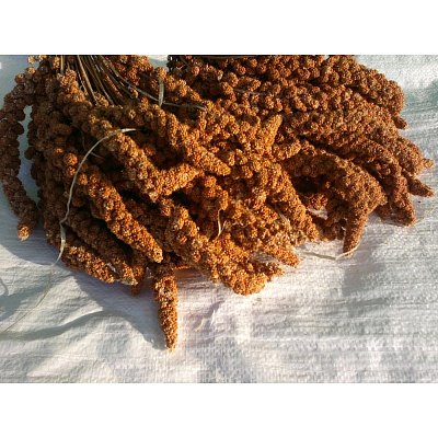 Futtermischung Kvídera Senegalesische Hirse - rote Ähren 1 kg