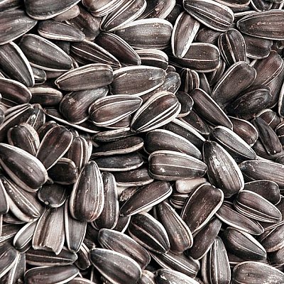 Krmné směsi Kvídera Slunečnice žíhaná velká 1 Kg