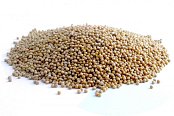 Futtermischungen Kvídera Senf 1 kg