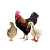GEFLÜGEL