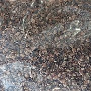 Grünes Land GmbH. Hanfschrot 1 kg