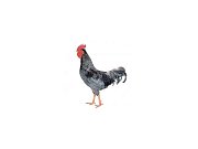 Hahn Dominant Leghorn Schwarz D608 (Neuheit)