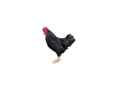 Hahn Dominant Leghorn Schwarz D608 (Neuheit)