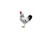Hahn Dominant Leghorn Schwarz D608 (Neuheit)