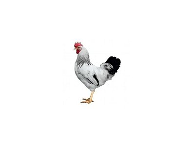 Hahn Dominant Leghorn Schwarz D608 (Neuheit)