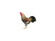 Hahn Dominant Leghorn Schwarz D608 (Neuheit)