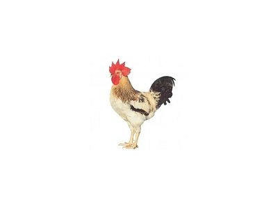 Hahn Dominant Leghorn Schwarz D608 (Neuheit)