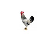 Hahn Dominant Leghorn Schwarz D608 (Neuheit)