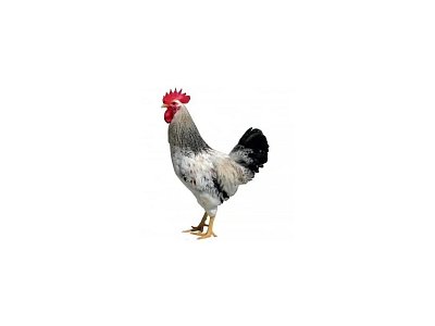 Hahn Dominant Leghorn Schwarz D608 (Neuheit)