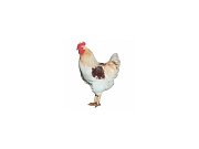 Hahn Dominant Leghorn Schwarz D608 (Neuheit)