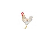 Hahn Dominant Leghorn Schwarz D608 (Neuheit)