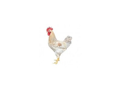 Hahn Dominant Leghorn Schwarz D608 (Neuheit)